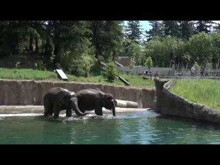 Take a Swim with the Oregon Zoo's Elephants