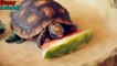Turtle _ Tortoise - A Funny Turtle And Cute Turtle Videos Compilation 2017