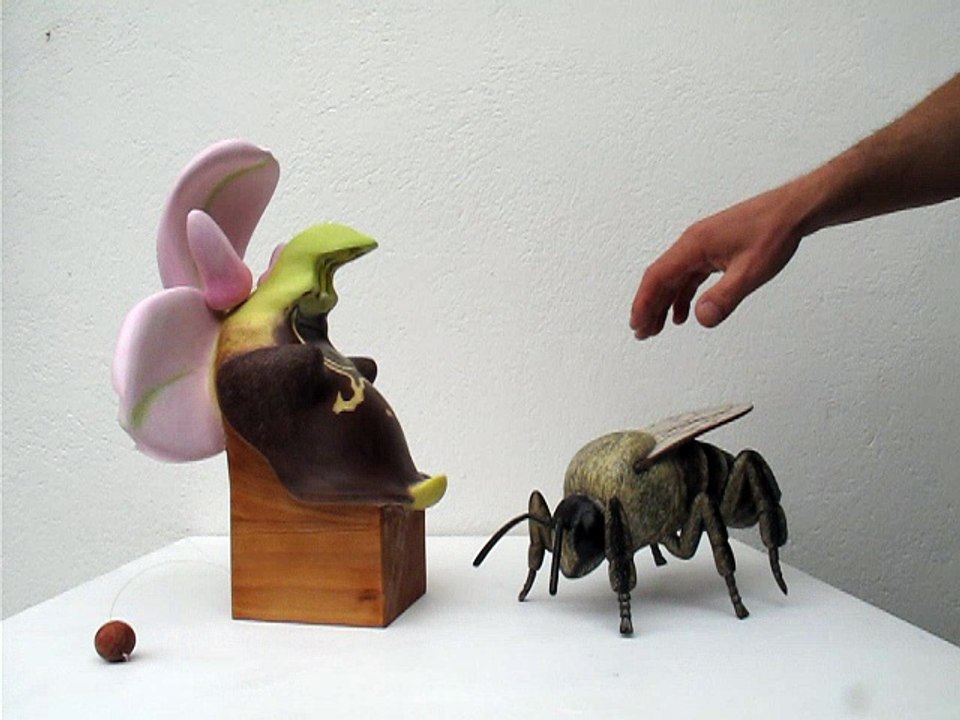 Sculpture d’orchidée Ophrys fuciflora et d’une abeille sauvage, montrant le dépôt des pollinies de la fleur sur sa tête