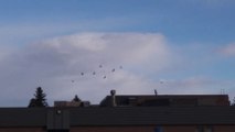 Bird Watching - Various birds flying in groups (beautiful). Northeast Calgary