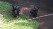 Bonobo Throws Brick at a Family in Florida Zoo