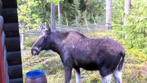 The Moose is Loose - Moose Video