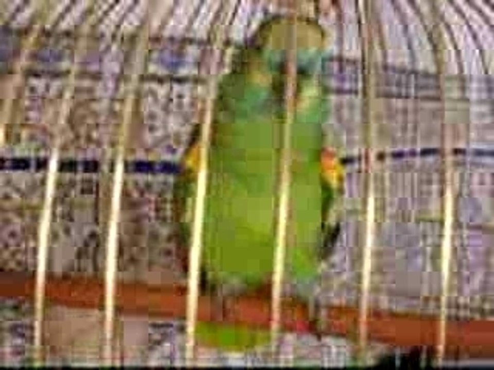 Perroquet amazone a front bleu parle