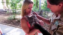 Cute Koalas Playin