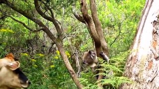 Cute Koalas Playing  Funny Koala Bears [Funny