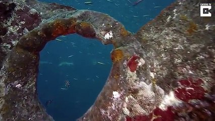 Stunning footage of old cargo ship sunk in the 1940s
