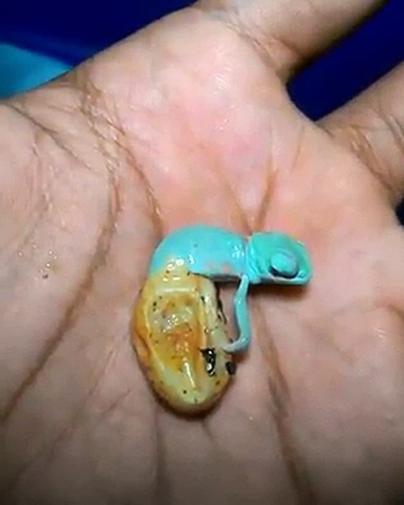 Video del nacimiento de un camaleón