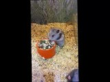 Cute crazy hamster So So cute