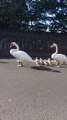 Family of Swans Stop Traffic in Irish Town
