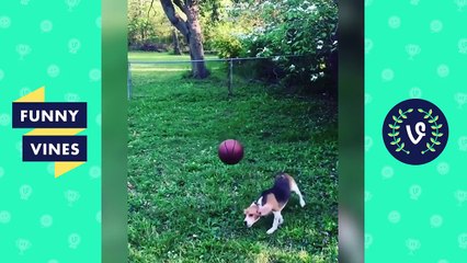 Try Not To Laugh or Grin - Funny Animals Fails Compilation 2017 | Funny Vines