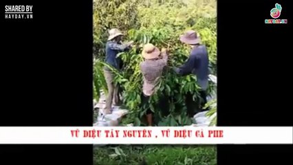 Vũ điệu cà phê chính thức soái ngôi vương của vũ điệu cồng chiêng