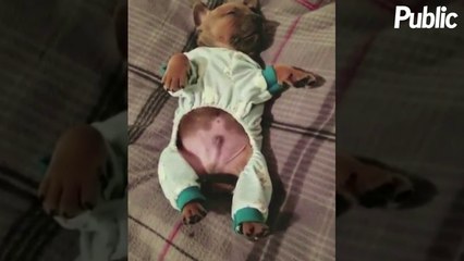 Vidéo : Le chien qui a le rythme dans la peau !