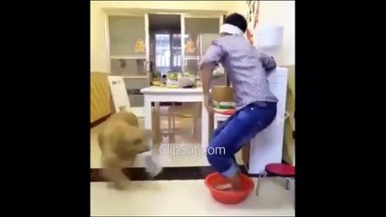 Dog and Blind owner - 犬と盲人の所有者 - कुत्ते और अंधा मालिक