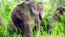 Elephants for Kids - Wild Animals Video for Children - Elephant