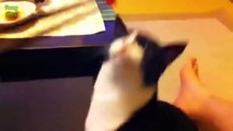 Funny Bread Cat Videos Compil