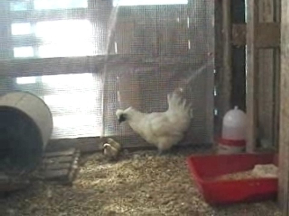 Les chti poussins