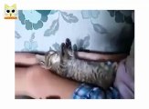 Sleeping cute kitten and cat   so cute!