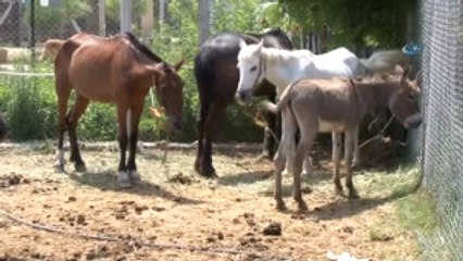 Testereli At ve Eşek Kasaplarına Şok Baskın