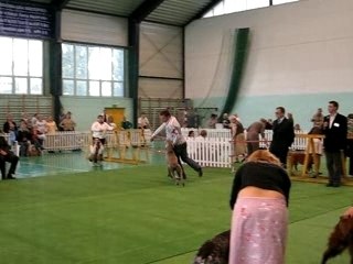 WEIMARANUS QUARTZ MOVEMENT na ringu honorowym