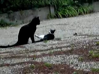 Babou chat de combat