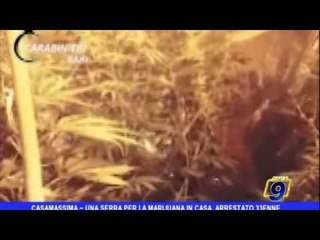 Casamassima  | Una serra per la marijuana in casa