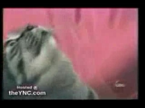 Chat Qui Chante Singing Cat Video Dailymotion