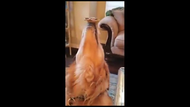 Ce chien fait du Hand Spinner avec son museau