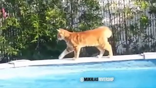 Funny cat scared with water compilation - Mkls