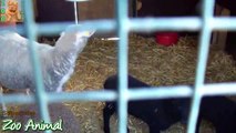 Sheep and lambs happy in his house on farm - Farm s video for Kids - Animais TV