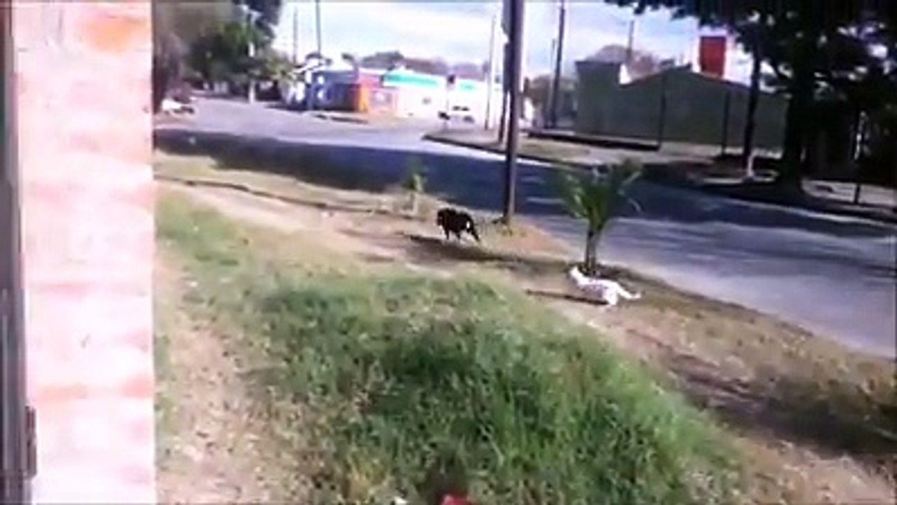 Коты-боевики