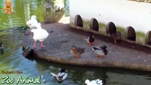 Funny Ducks playing in the water - Farm animals vwerwer