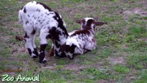 Happy goats in farniest animal video for kids - Animais
