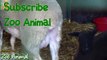 Sheep and lambs happy in his hoarm animals video f