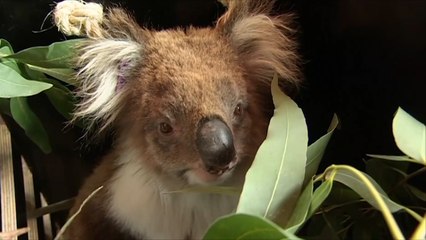 هذا الصباح- حملة لتنظيم انتشار دببة الكوالا بأستراليا