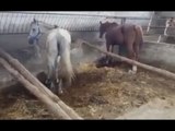 Striano (NA) - Sequestrato allevamento abusivo di cavalli (26.05.17)