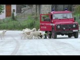 Ussita (MC) - Branco di cani pastore isolato, i Vigili del Fuoco arrivano con mangime (26.05.17)
