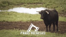 Canal Fábio Meneses | Dailymotion | A NOSSA ILHA TERCEIRA NUM SÓ CANAL