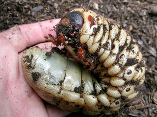 The Hercules beetle (Dynastes Hercules) - The Longest Extant Species Of Beetle In The World