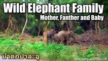 Wild Elephant Family น้ำตกป่าละอู - อุทยานแห่งชาติแก่งกระจาน Kaeng Krachan National Park