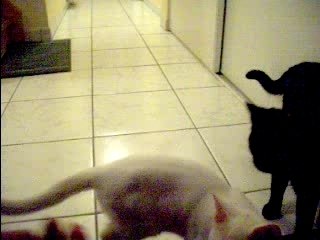 Blacky whity courent apré une clochette