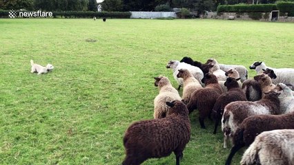 Is this the world's worst sheepdog?