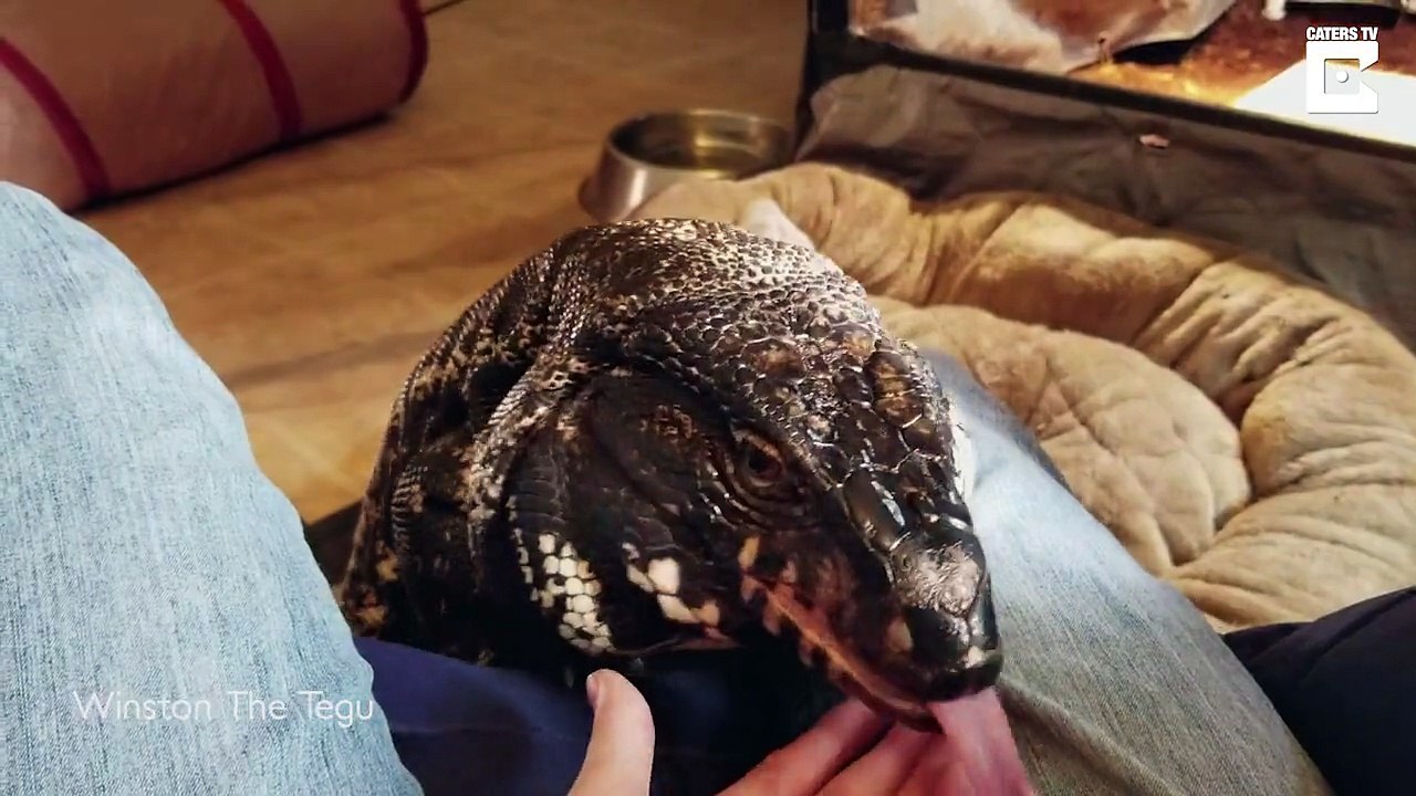 Ce Tegu d'Argentine adopté dans un zoo ne lâche plus sa nouvelle propriétaire et adore les câlins