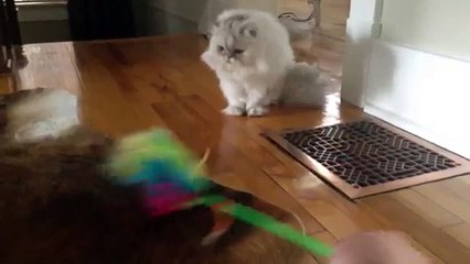 Playing with my KITTIES