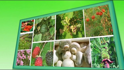 Ornamental Fish Farming