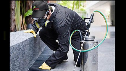 Bed Bug Exterminator For Hire Near My Location