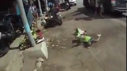 Çılgınca Motosiklete Binen Maymun