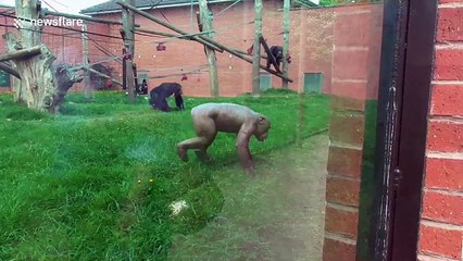 Hairless chimp asserts its dominance amid rising temperatures