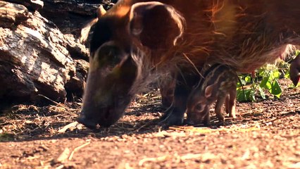 Pocket-sized piglets born at Chester Zoo