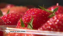 Fraises : le succès de la Guariguette