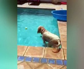 HA PERSO LA PALLA NELLA PISCINA, IL MODO IN CUI RIESCE A RECUPERARLA VI SORPRENDERÀ